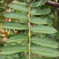 Sorbus rehderiana